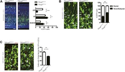 Association of NKAPL rs1635 With Cognitive Function in Early-Onset Schizophrenia